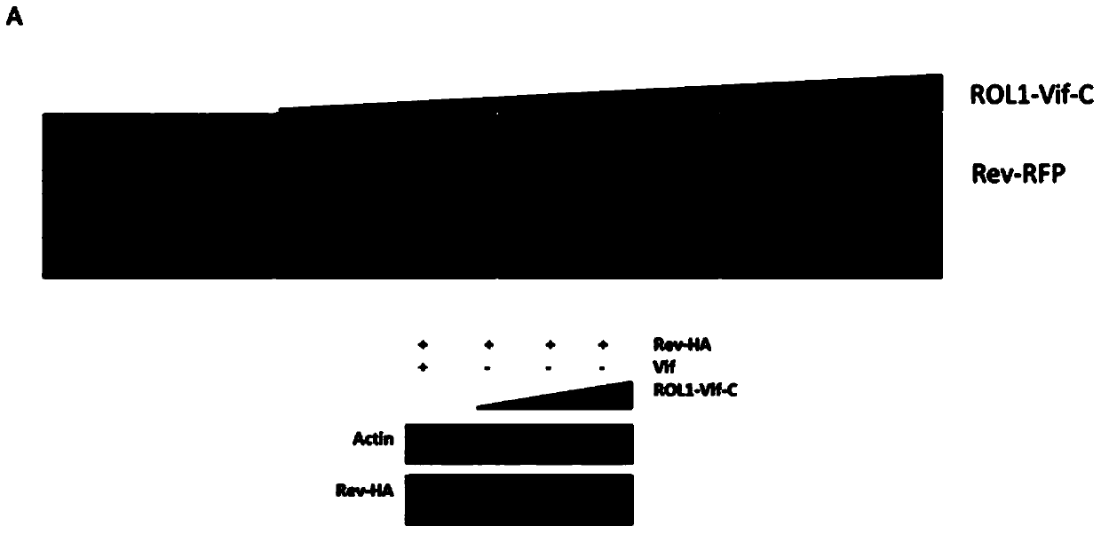 Anti-HIV-1 drugs and preparation and application thereof