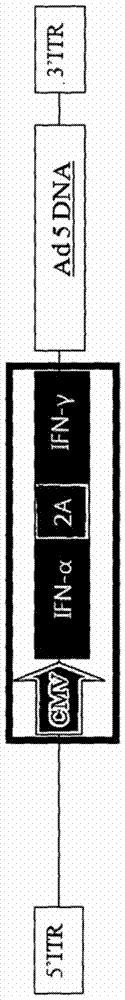 Recombinant Adenovirus Expressing Porcine α-Interferon and Porcine γ-Interferon Simultaneously