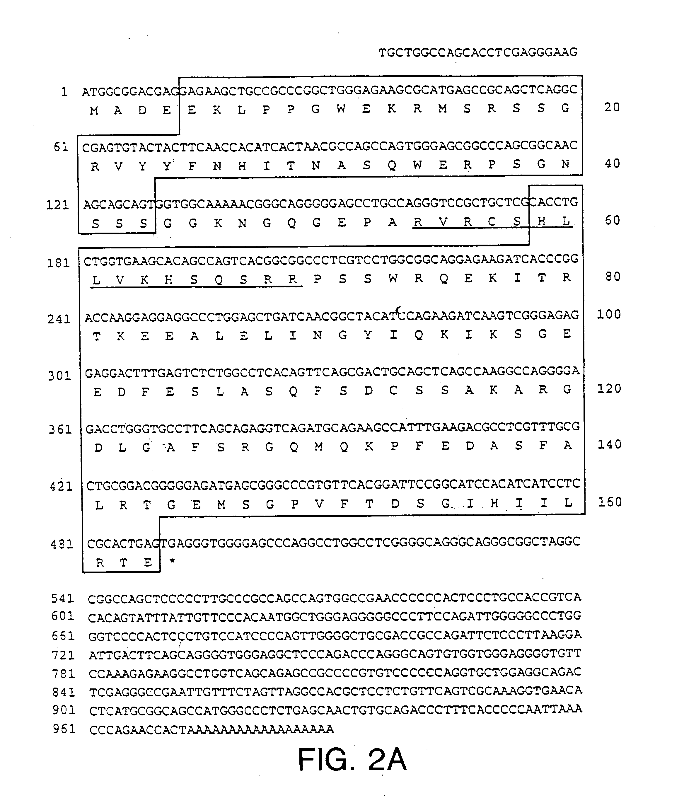 NIMA interacting proteins