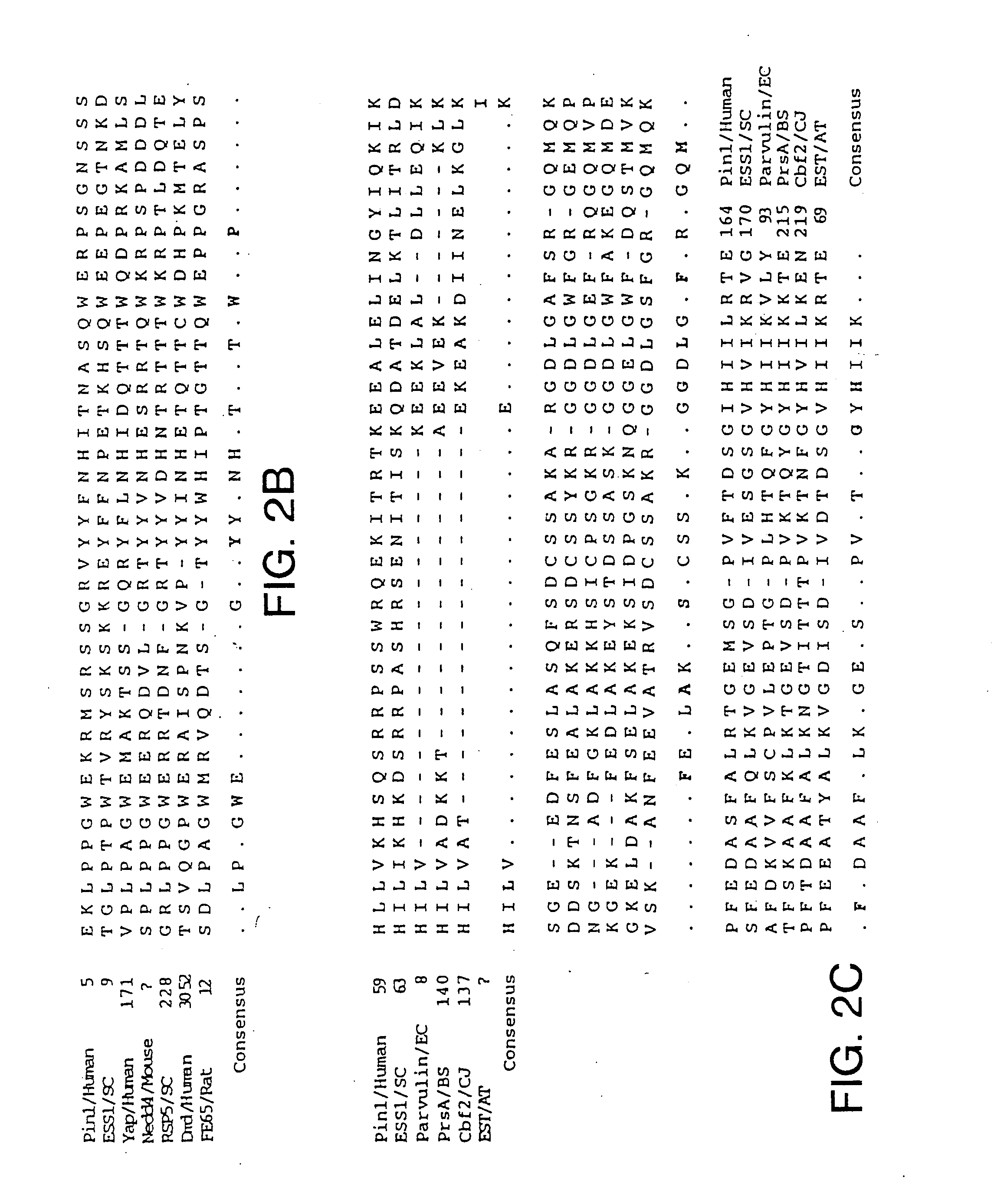 NIMA interacting proteins