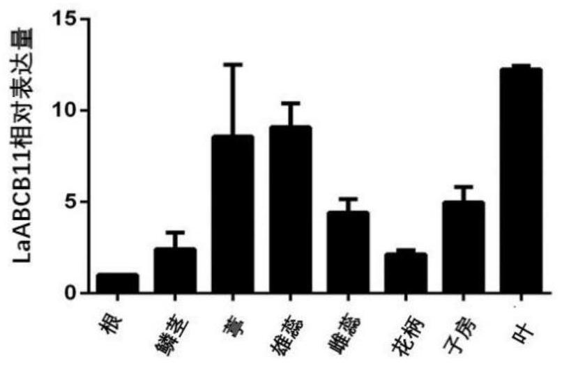 ABC transport protein for transporting lycorine and coding gene and application thereof