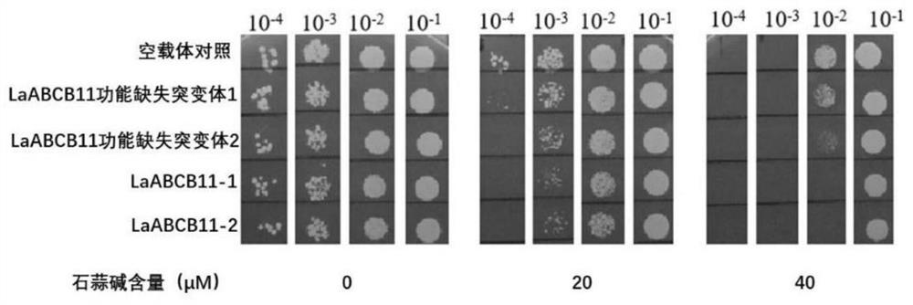 ABC transport protein for transporting lycorine and coding gene and application thereof