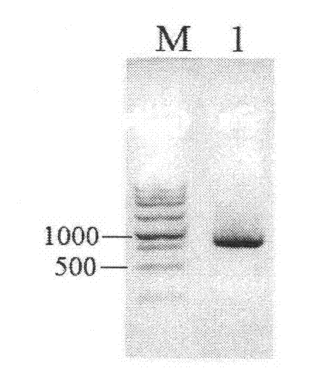 Orotate phosphoribosyltransferase promoter, application, construct and vector