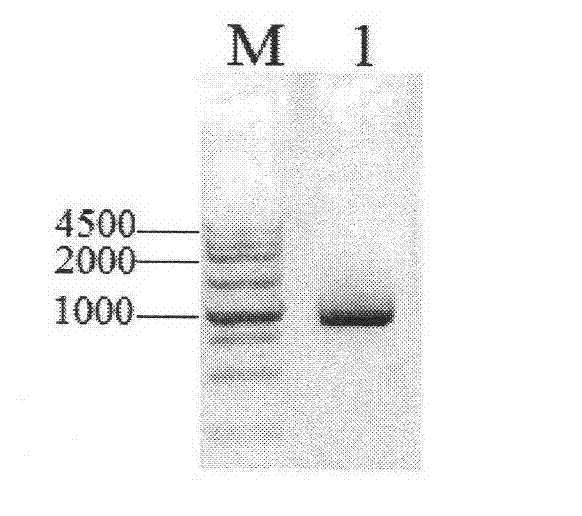 Orotate phosphoribosyltransferase promoter, application, construct and vector