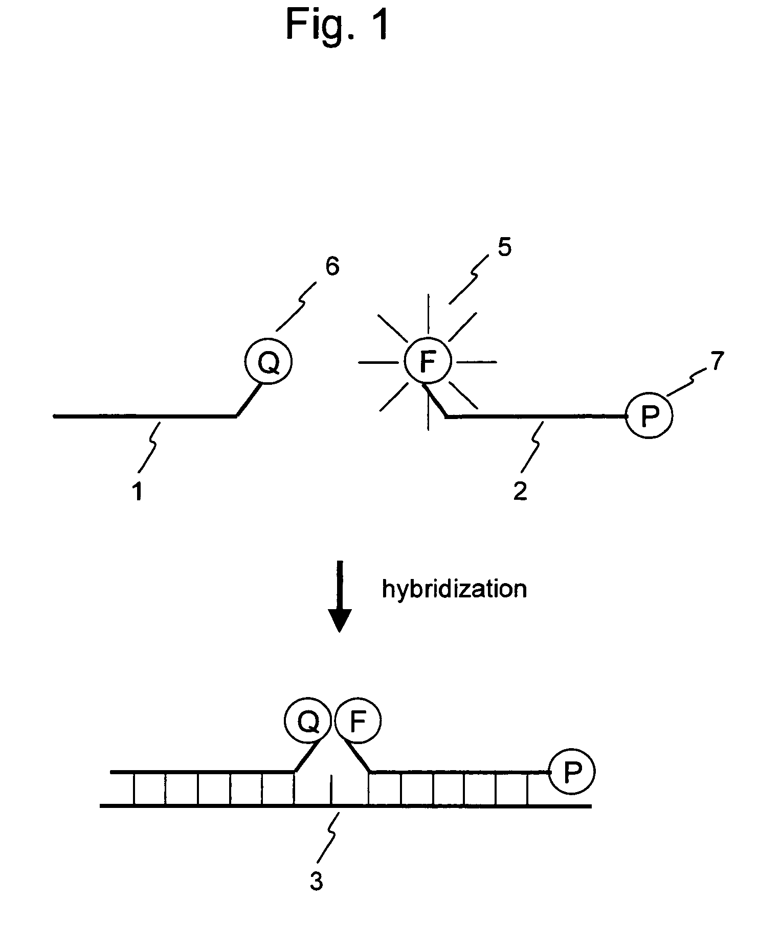 Nucleic acid detection probe