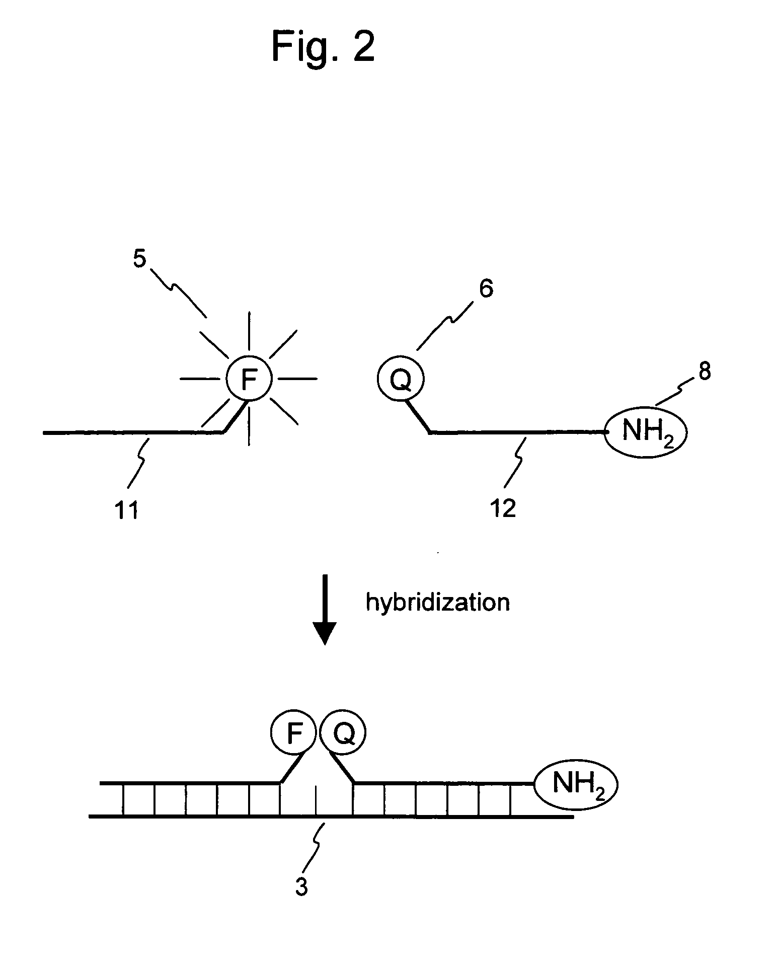 Nucleic acid detection probe