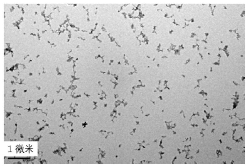 Preparation of caffeic acid or caffeic acid derivative metal chelate nanoparticles and application thereof