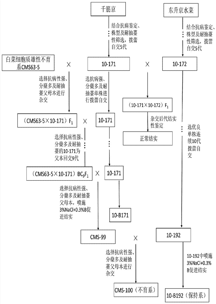 Breeding and reproduction method of water mustard cytoplasmic male sterile line and maintainer line