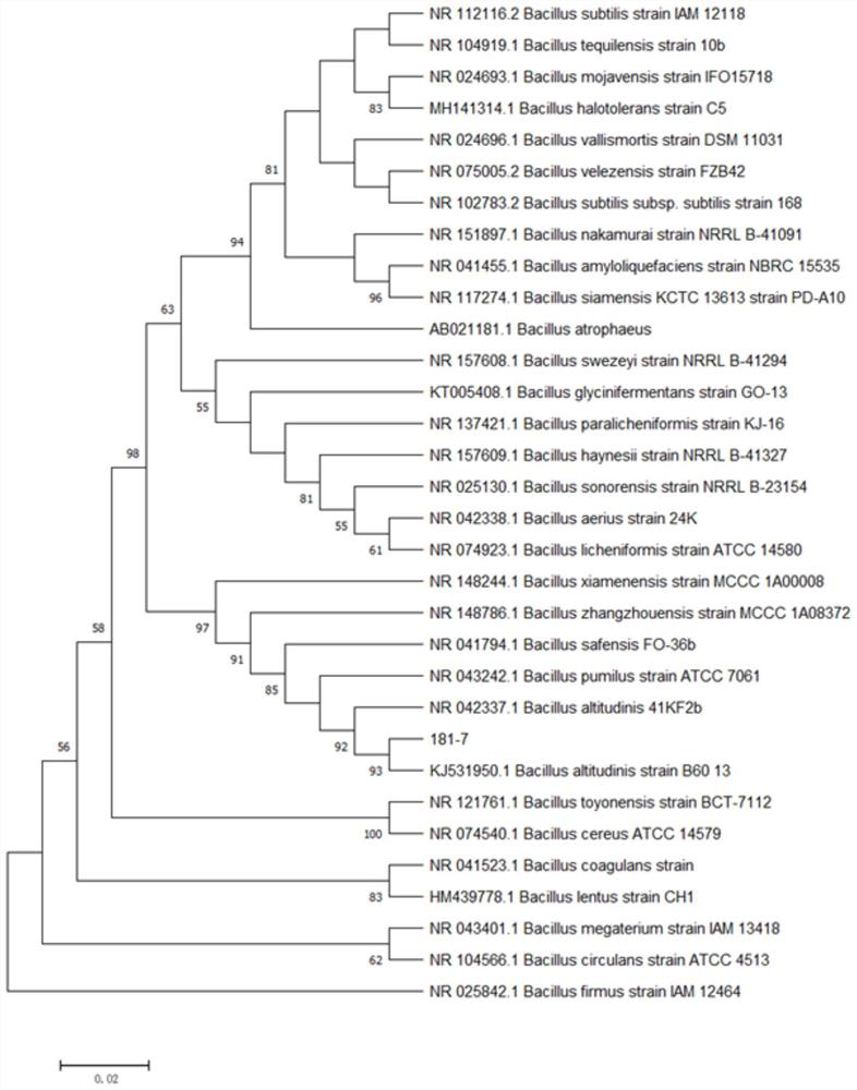 Bacillus altitudinis and application thereof