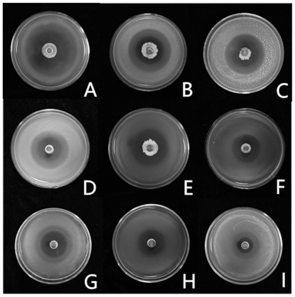 Bacillus altitudinis and application thereof