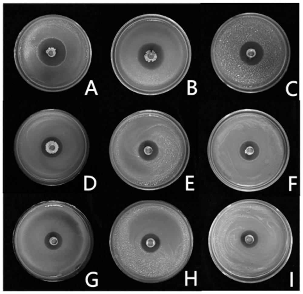 Bacillus altitudinis and application thereof