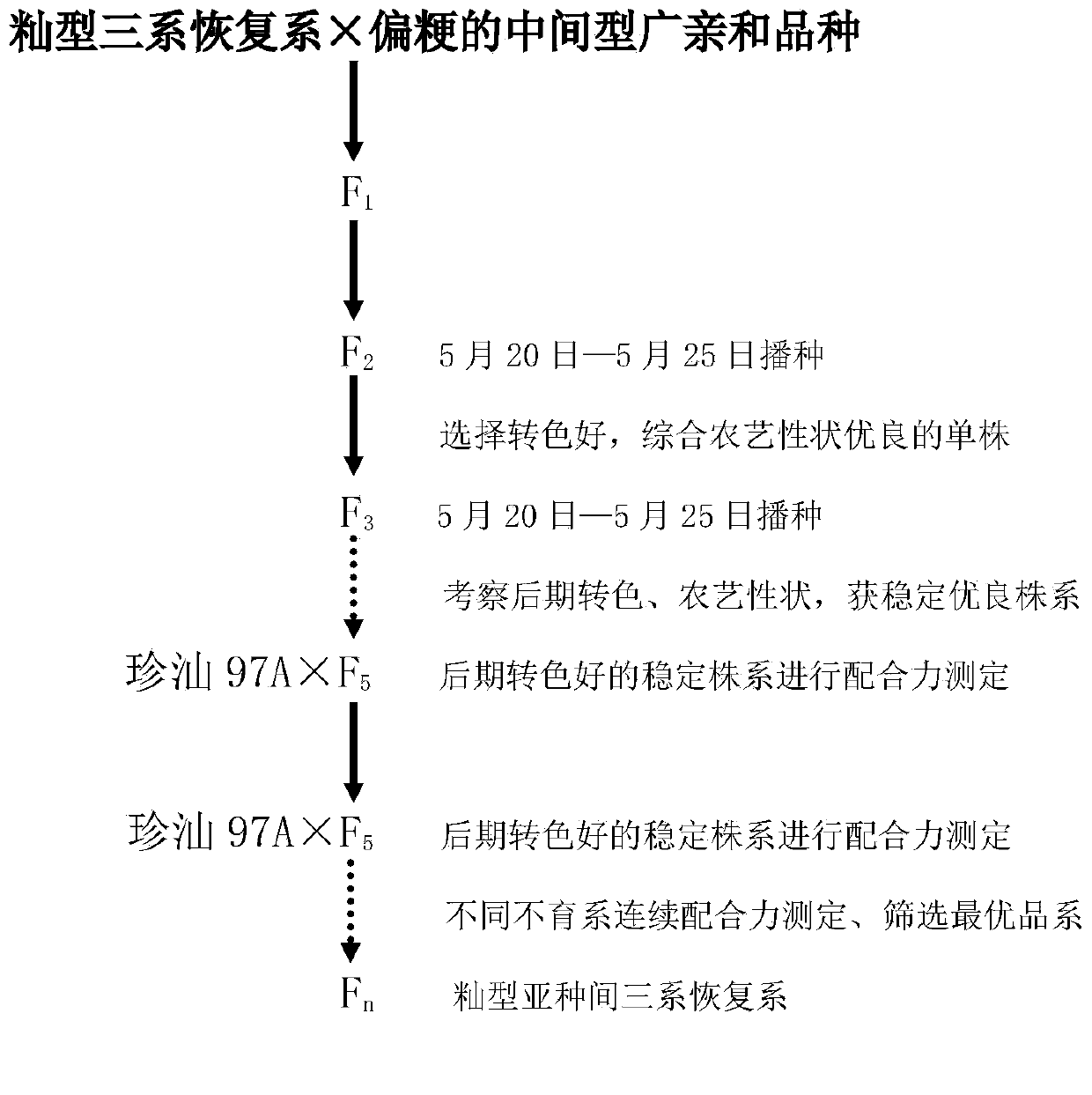 Intersubspecific indica type three-line hybrid rice restorer line breeding method