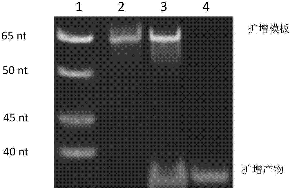 Visual sensor based on functional nucleic acid of cadmium and application thereof