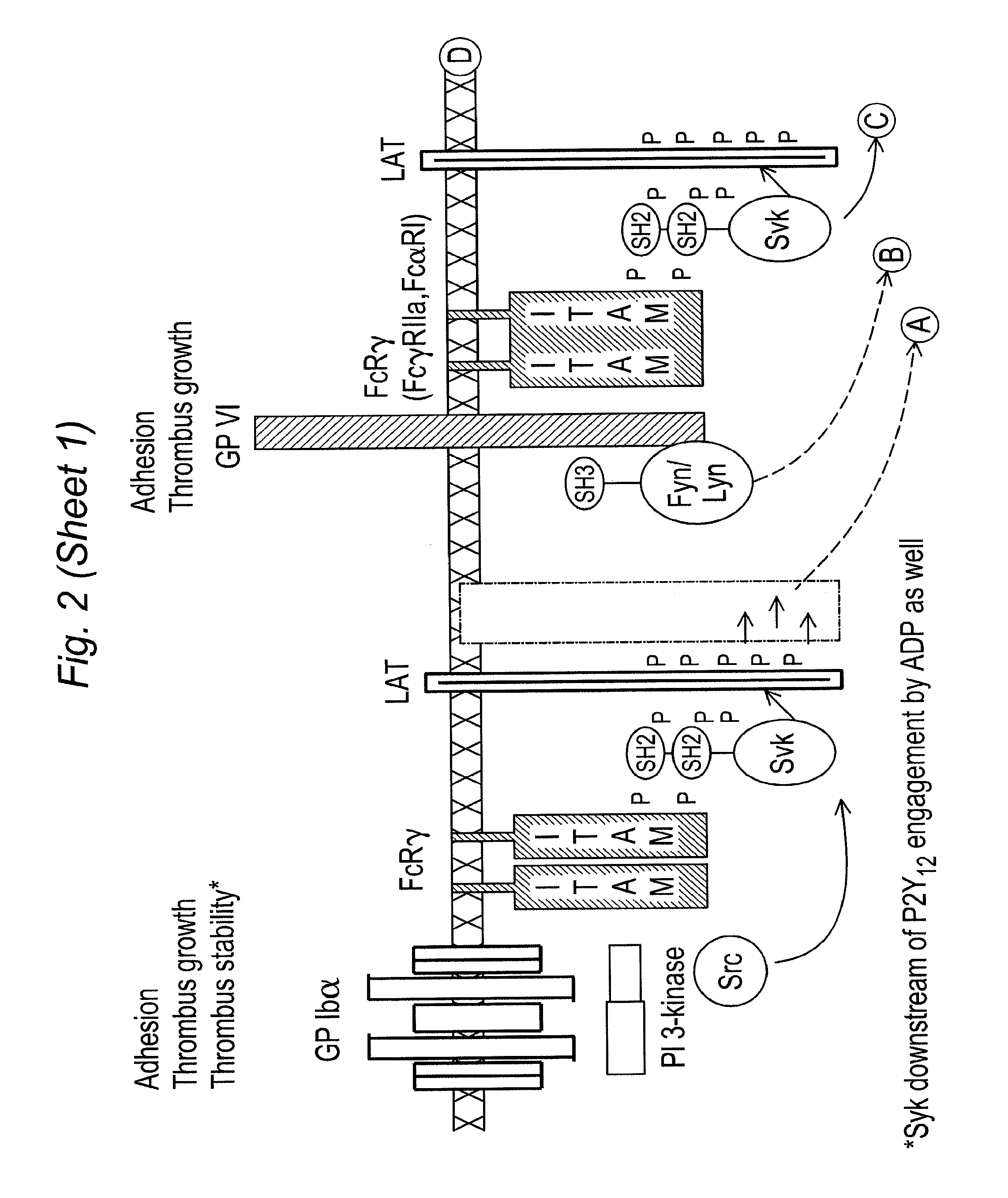 Inhibitors of syk and JAK protein kinases