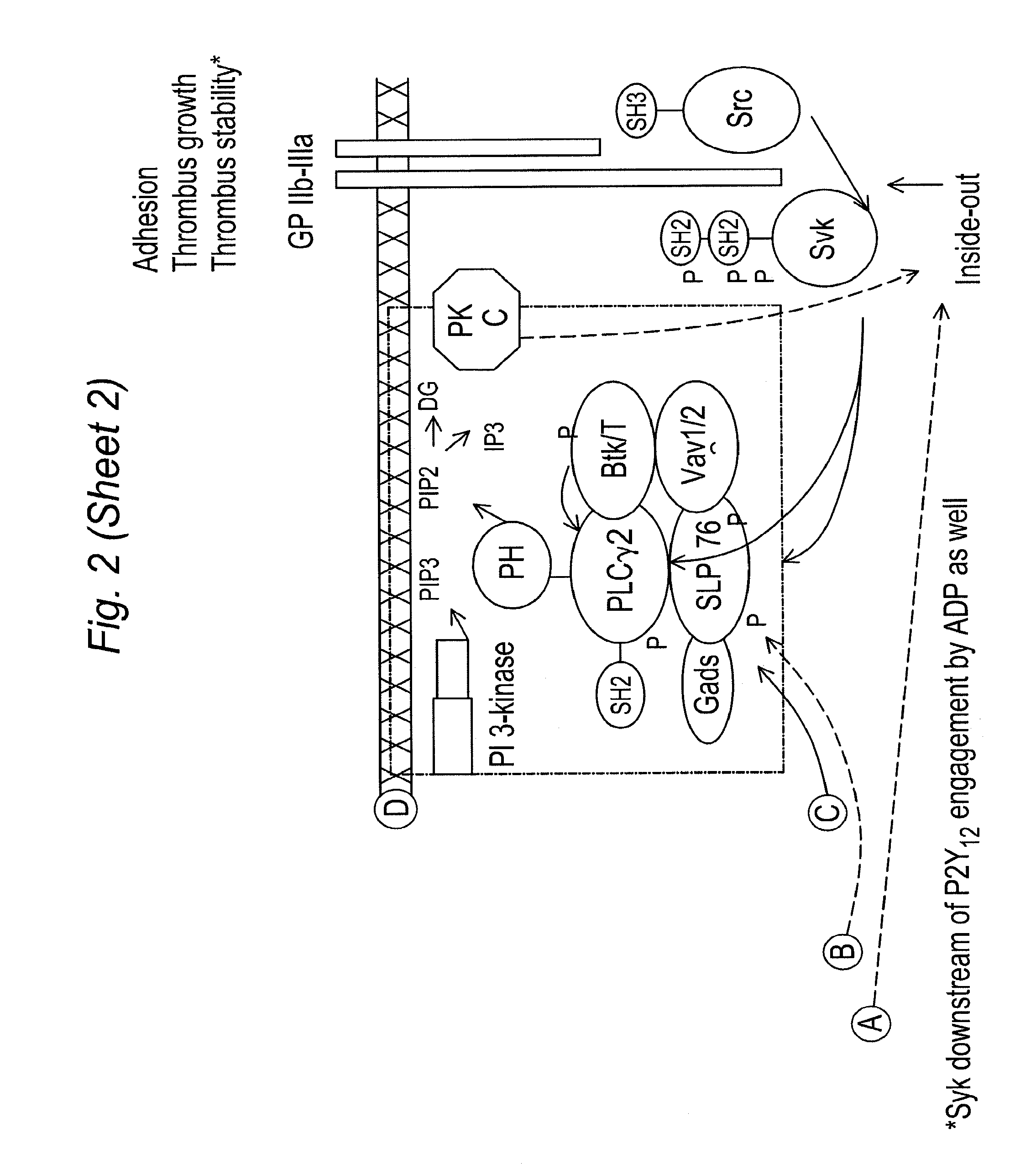 Inhibitors of syk and JAK protein kinases