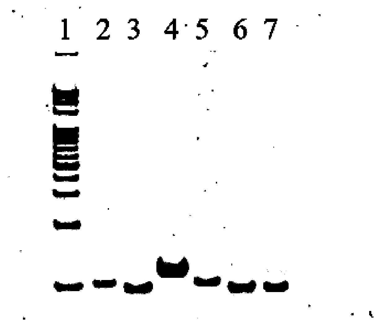 A nucleic acid detection system and its detection method and application