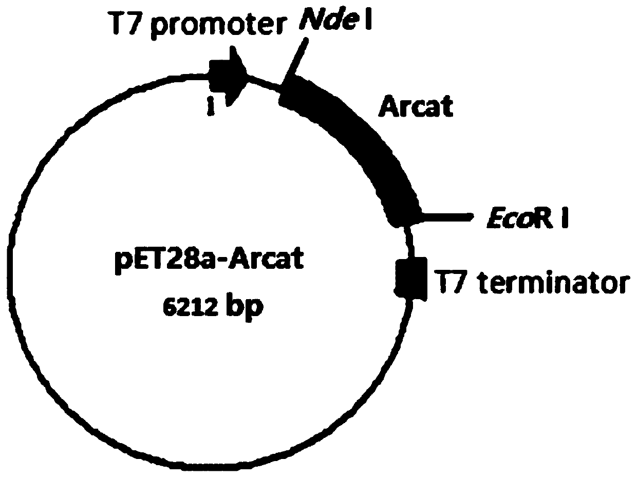 Catechol 1,2-dioxygenase gene and application thereof in synthesis of 4-position substituted cis,cis-muconic acid