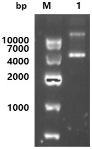 Catechol 1,2-dioxygenase gene and application thereof in synthesis of 4-position substituted cis,cis-muconic acid