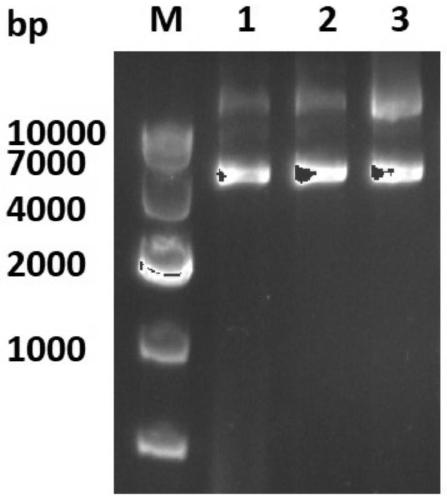 Catechol 1,2-dioxygenase gene and application thereof in synthesis of 4-position substituted cis,cis-muconic acid