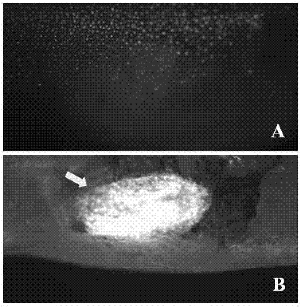 Medaka ovary structural protein gene promoter and applications thereof