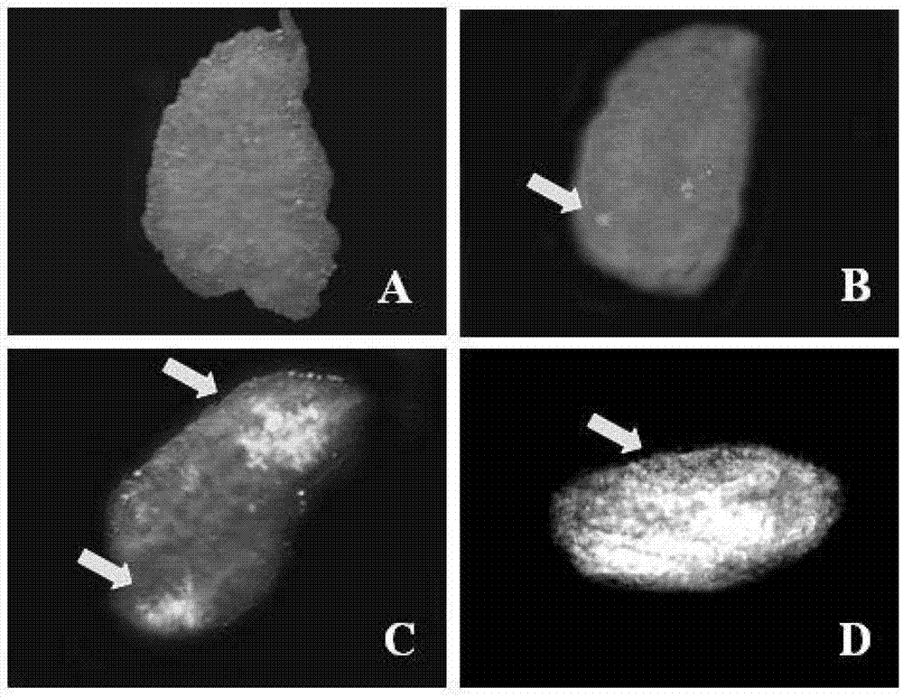 Medaka ovary structural protein gene promoter and applications thereof