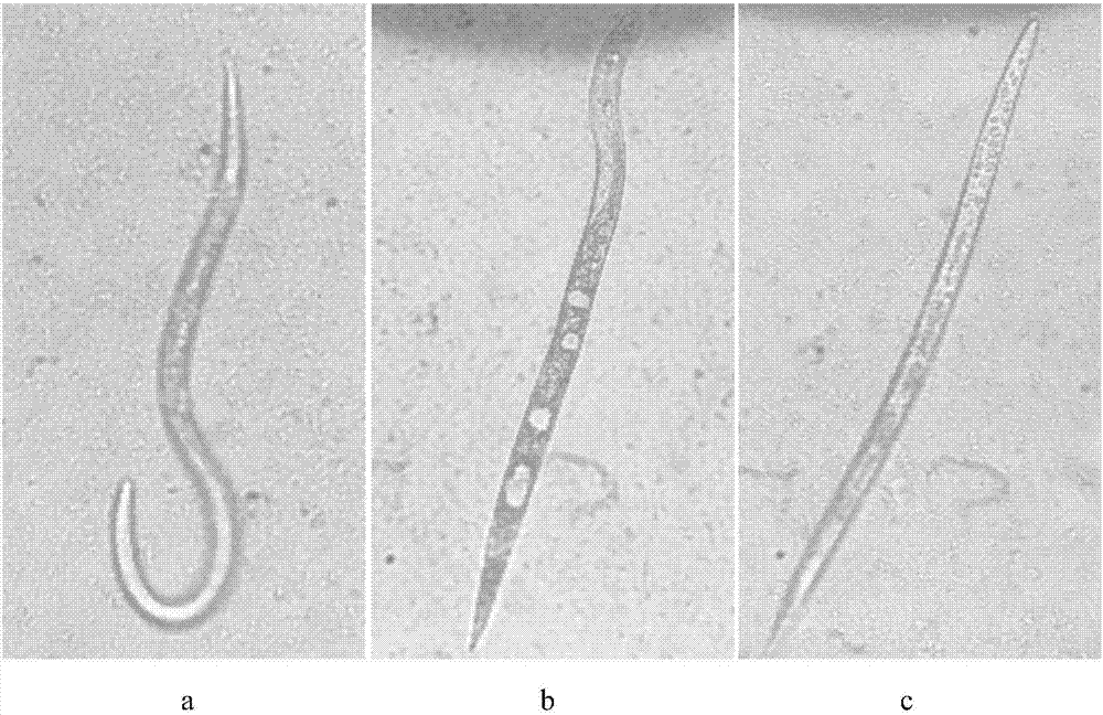 Application of 4-vinylphenol to preparing nematode insecticide