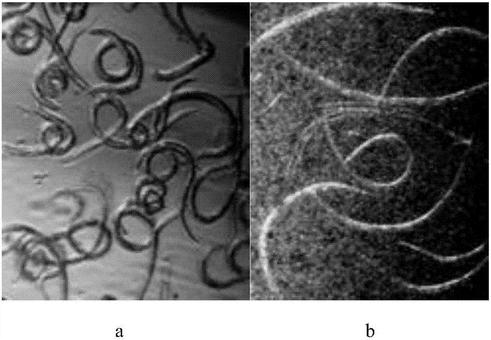 Application of 4-vinylphenol to preparing nematode insecticide