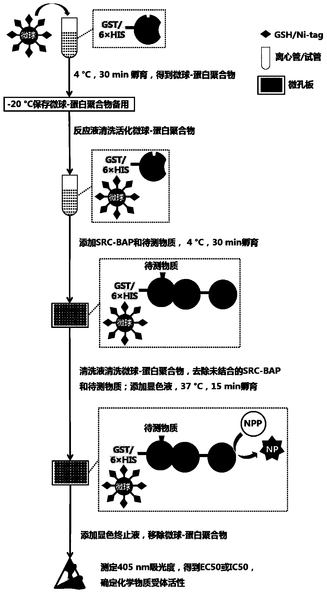 Kit and method for rapidly detecting endocrine disrupting activity of chemical substance based on magnetic microspheres