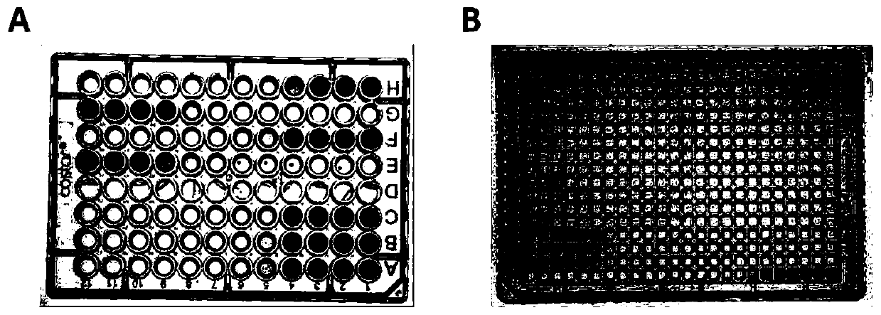 Kit and method for rapidly detecting endocrine disrupting activity of chemical substance based on magnetic microspheres