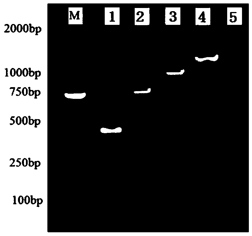 Streptomyces venezuelae, and authentication method and application thereof