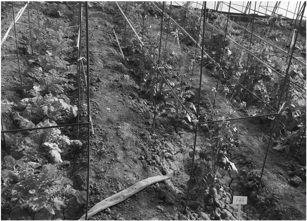 Breeding method for bolting-resisting radish germplasm in Shangdong region