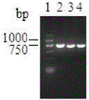 Carbonyl reductase gene, codase, vector, engineering bacterium and application thereof