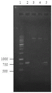 Carbonyl reductase gene, codase, vector, engineering bacterium and application thereof