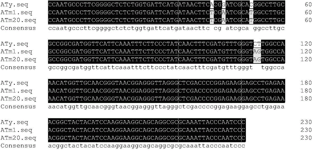 Primer pair and reagent box for identifying acremonium terricola mutagenic strain MKL18