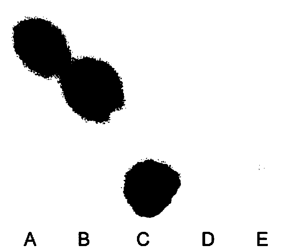 Saccharomyces cerevisiae engineering strain with high yield of fucosyllactose and application of saccharomyces cerevisiae engineering strain