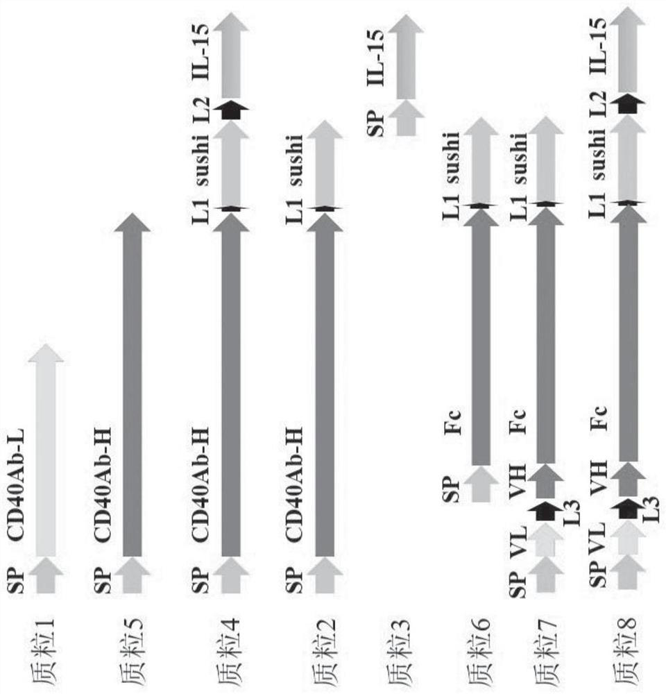 Fusion protein containing CD40 antibody and IL-15 and preparation method and application of fusion protein