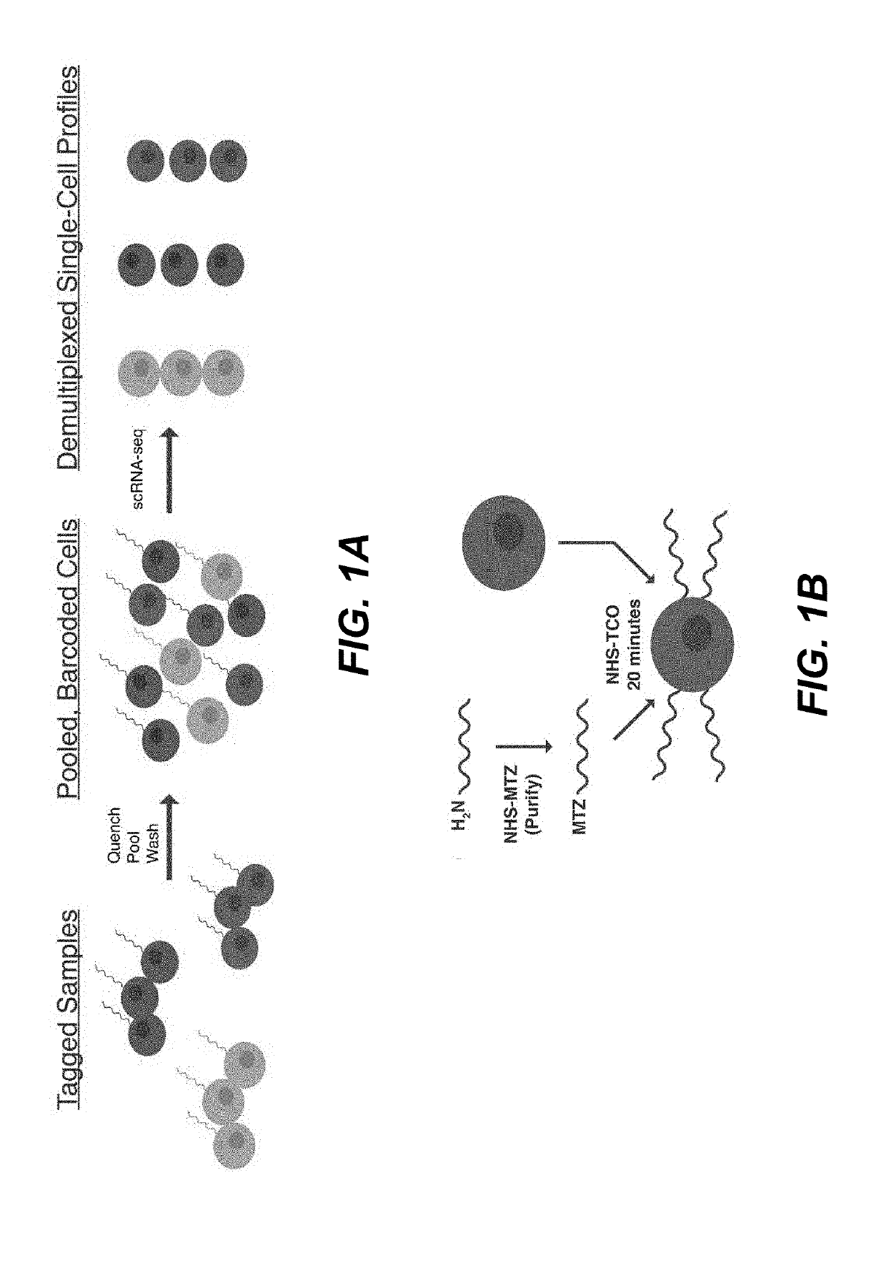 Sample multiplexing for single-cell RNA sequencing