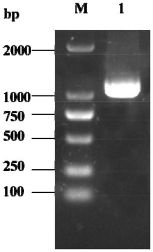 Transformation method of lactobacillus brevis