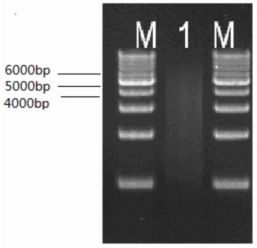 Building method of long fragment nucleic acid library