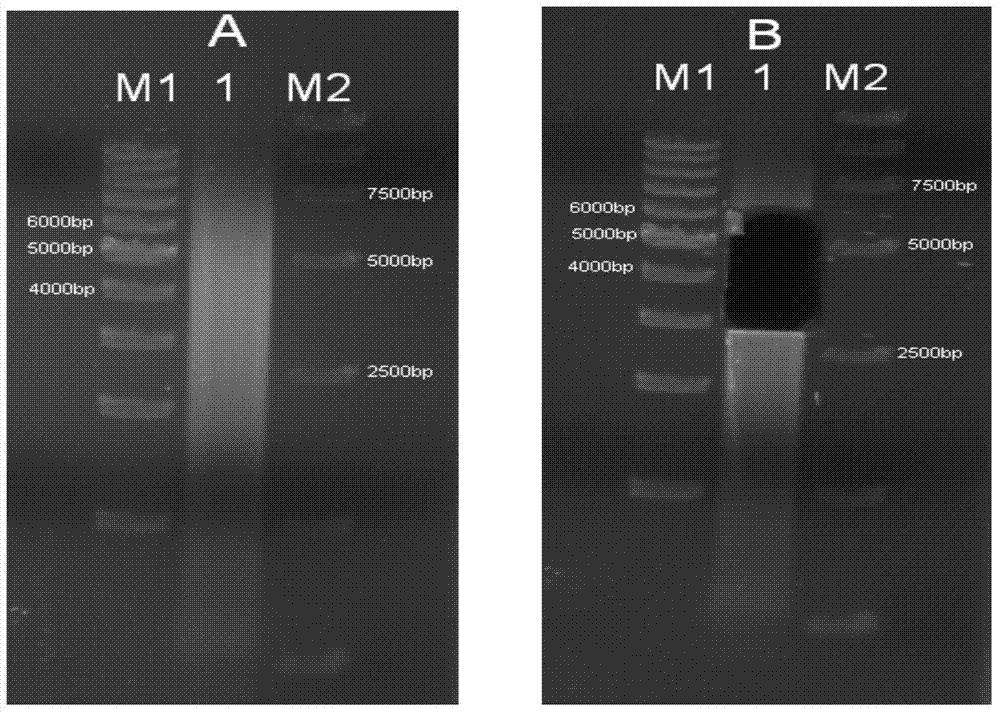 Building method of long fragment nucleic acid library