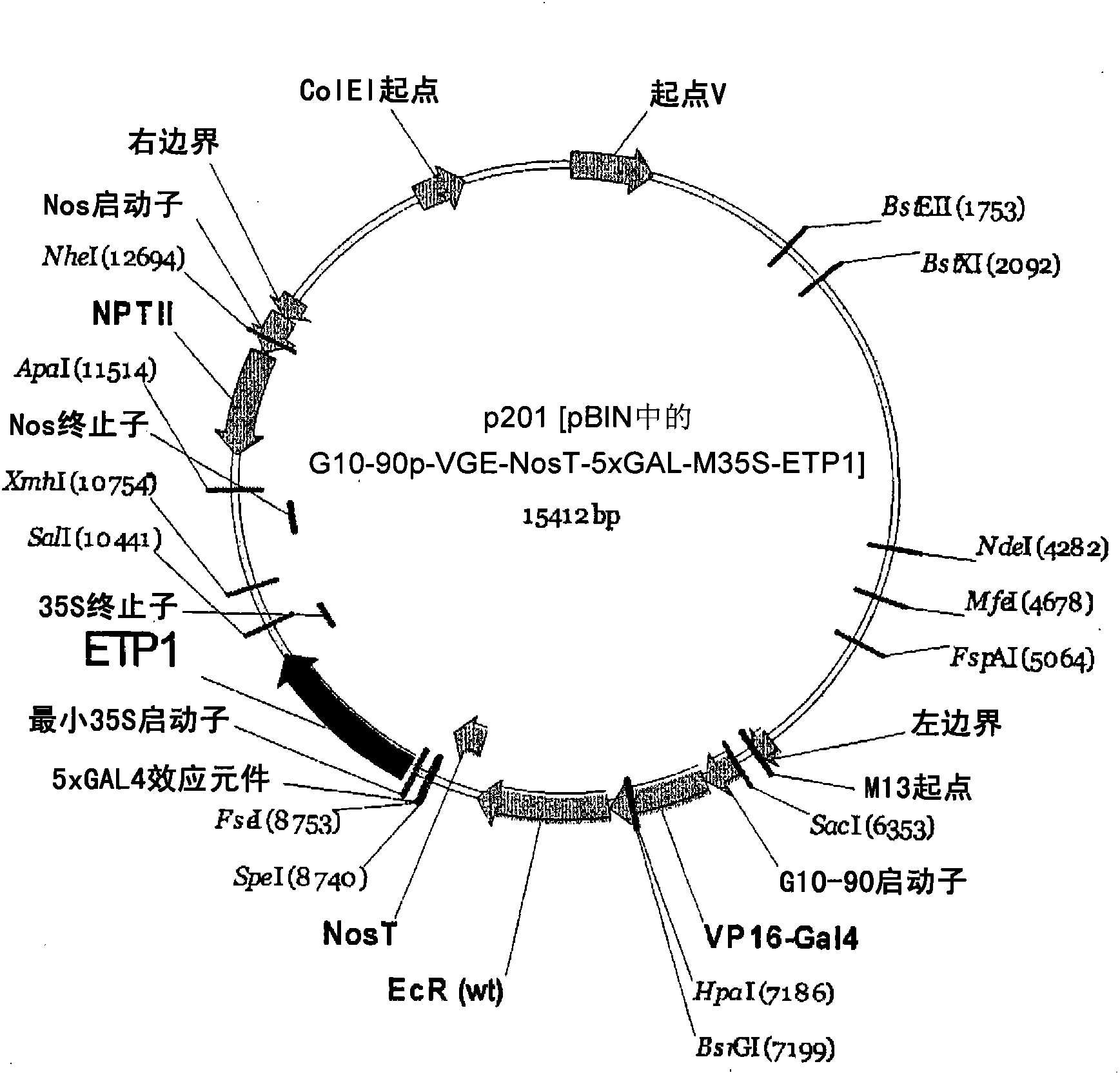 Control of targeted turnover of key ethylene hormone signaling pathway proteins to modulate ethylene sensitivity in plants