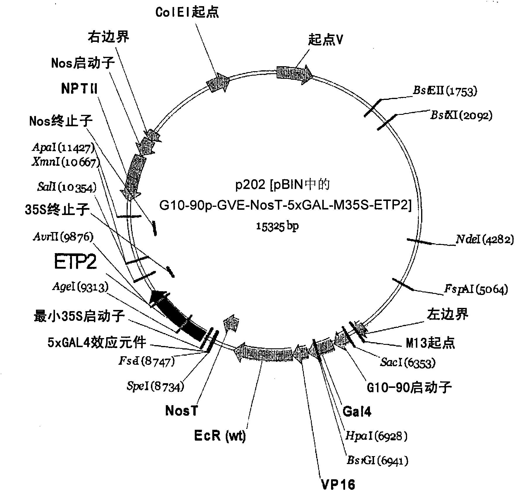 Control of targeted turnover of key ethylene hormone signaling pathway proteins to modulate ethylene sensitivity in plants