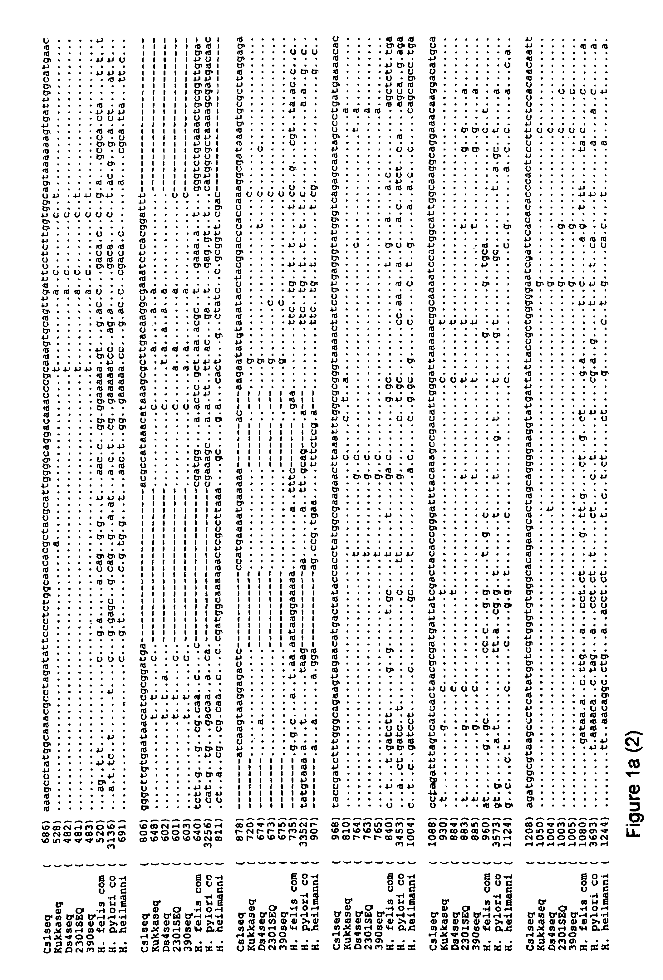 Helicobacter felis vaccine