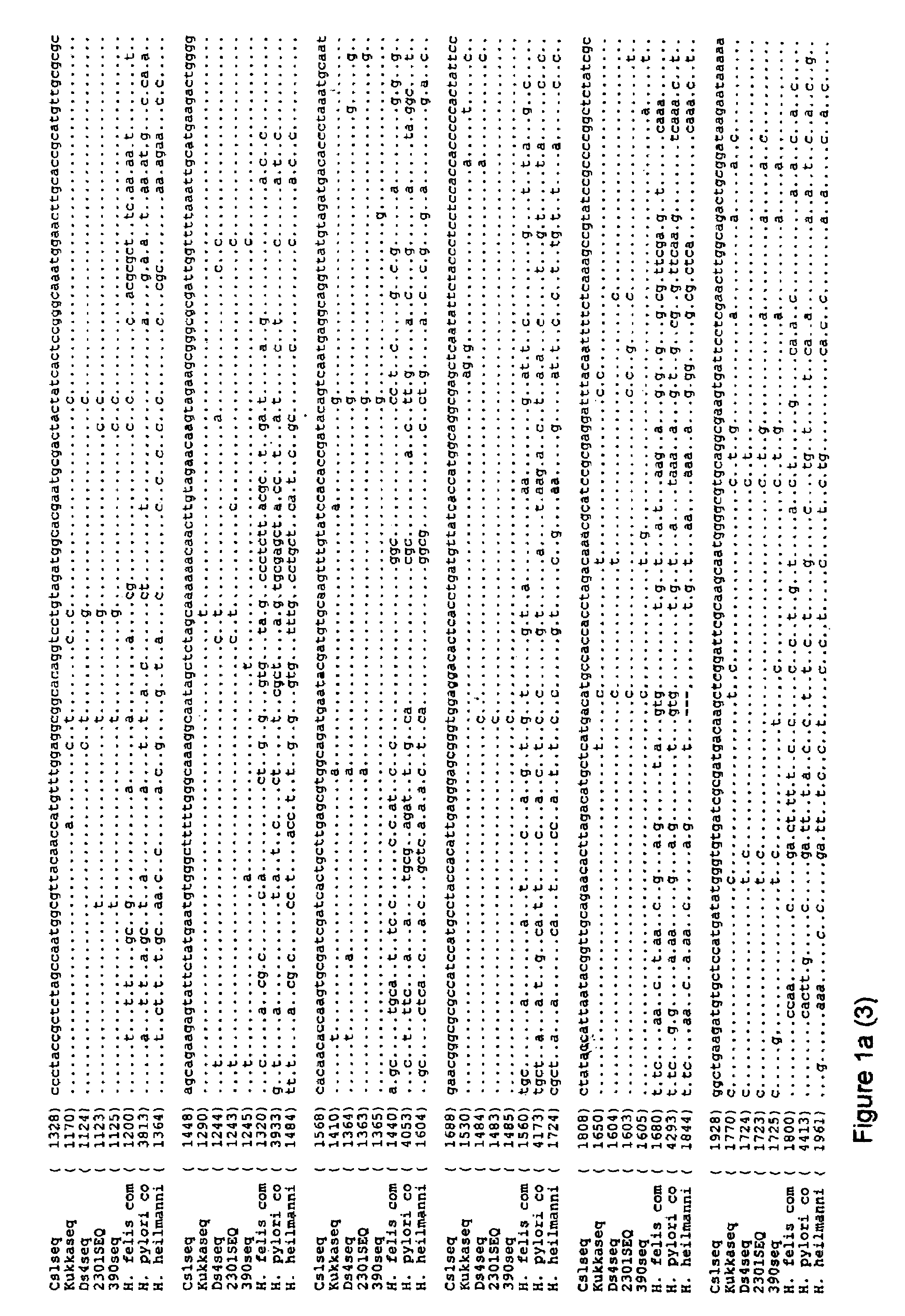 Helicobacter felis vaccine