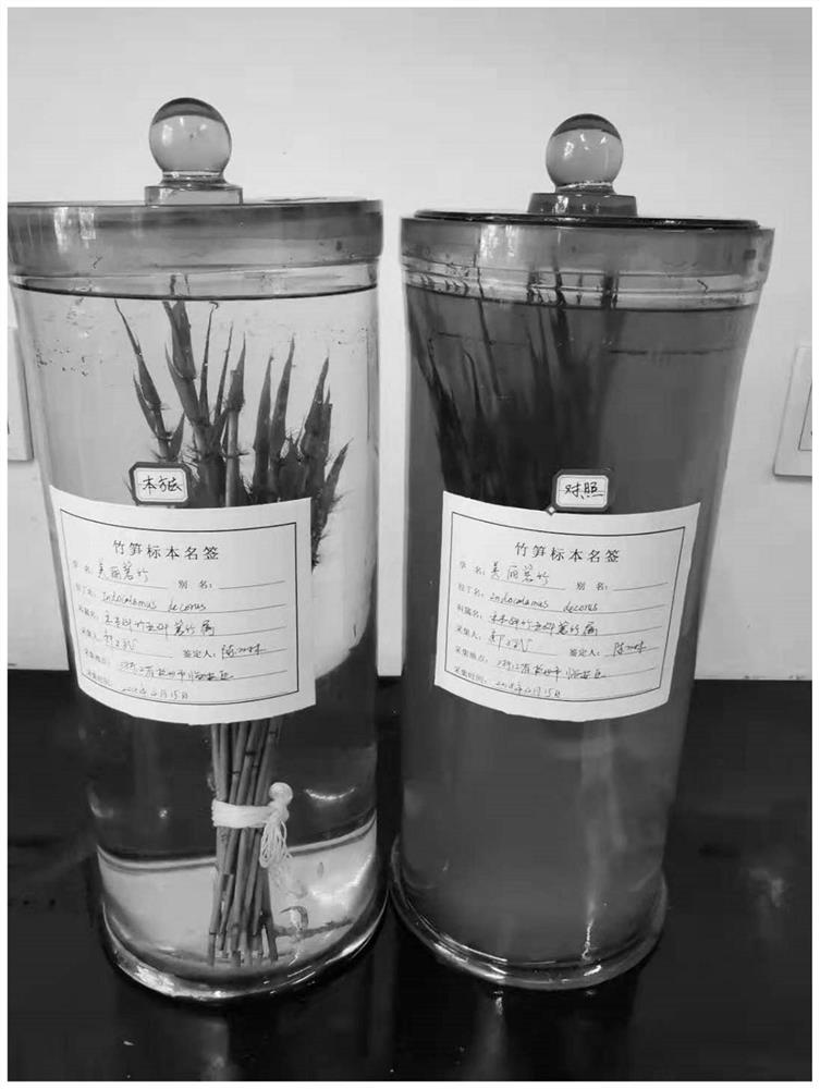 Preparation method of bamboo shoot infused specimen