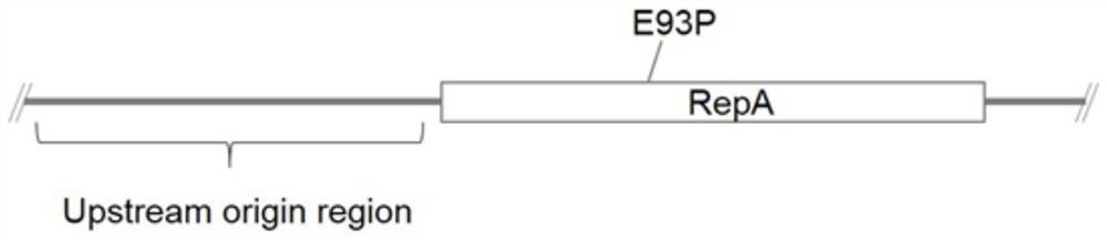 A modified plasmid replicator and its application