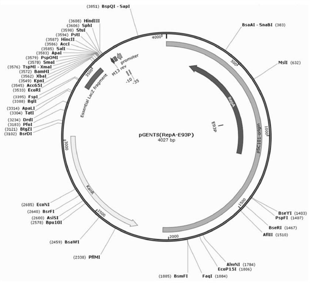 A modified plasmid replicator and its application