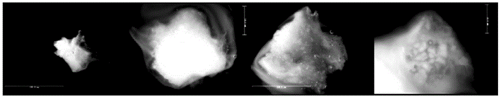 A method for improving the preservation effect of lily embryogenic callus