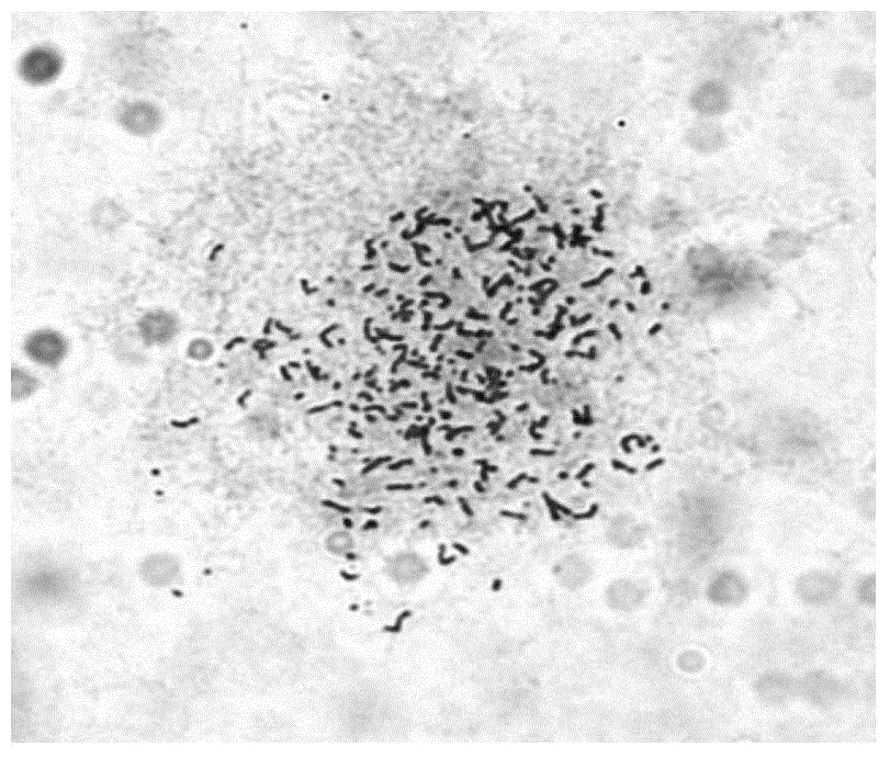 High yield baculovirus insect cell line and application thereof