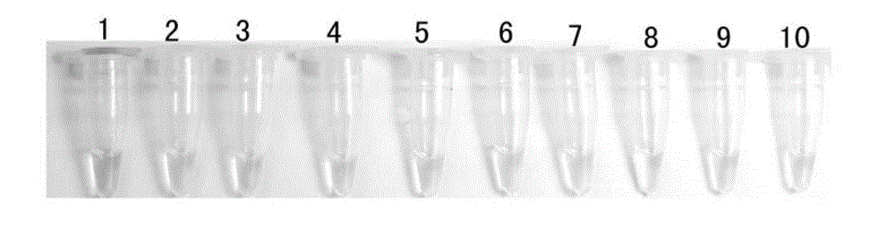 LAMP (Loop-medicated isothermal amplification) detection kit for metapneumovirus